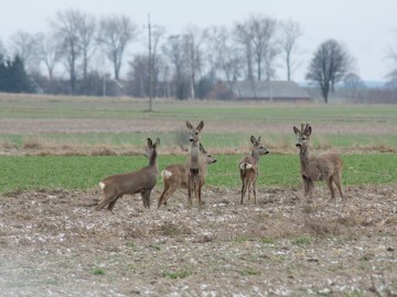 155f. stado saren kn.aajpg, <p>Kinga Nowak</p>